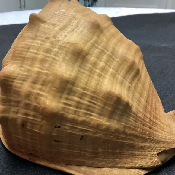 Rare XL Vintage Florida SEA SHELL. HISTORY ARTICLE TOO HELMET SHELL OLD !!! - Picture 7 of 11